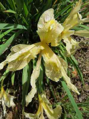 Fernald's iris(Iris fernaldii)