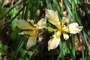 Fernald's iris(Iris fernaldii)