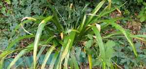 Roast-beef plant(Iris foetidissima)