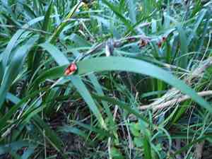 Roast-beef plant(Iris foetidissima)