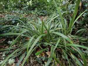 Roast-beef plant(Iris foetidissima)