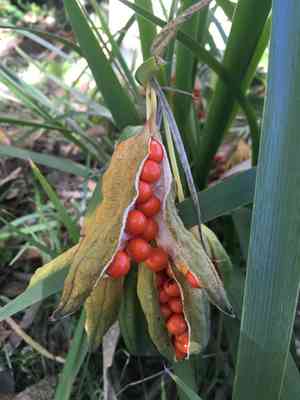 Roast-beef plant(Iris foetidissima)