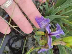 Iris hookeri(Iris hookeri)
