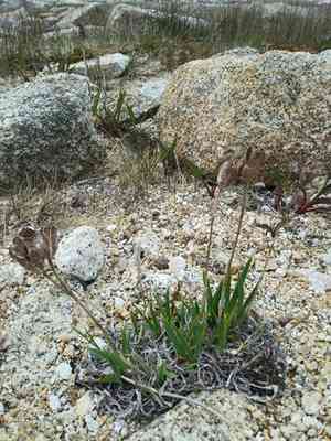 Iris hookeri(Iris hookeri)