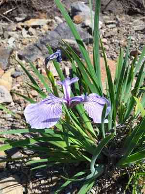 Iris hookeri(Iris hookeri)
