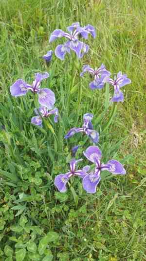Iris hookeri(Iris hookeri)