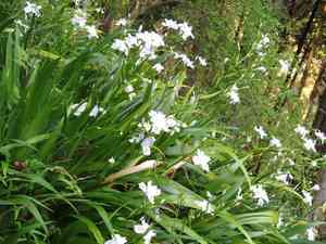 Butterfly-flower(Iris japonica)