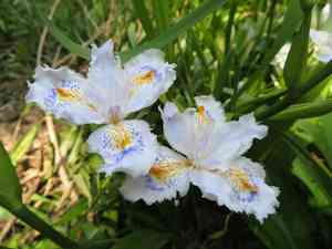 Butterfly-flower(Iris japonica)