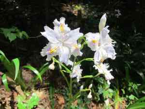 Butterfly-flower(Iris japonica)