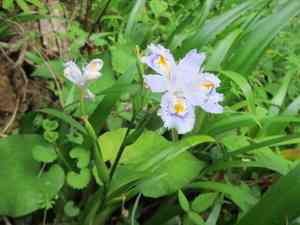 Butterfly-flower(Iris japonica)