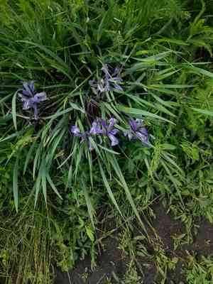 White-flowered iris(Iris lactea)