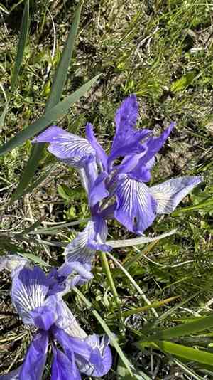 White-flowered iris(Iris lactea)