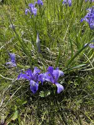 White-flowered iris(Iris lactea)