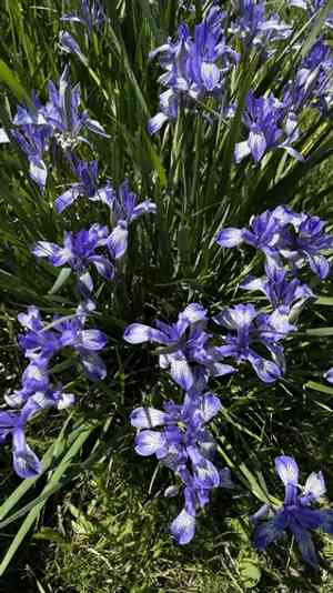 White-flowered iris(Iris lactea)