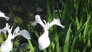 Rabbitear iris(Iris laevigata)