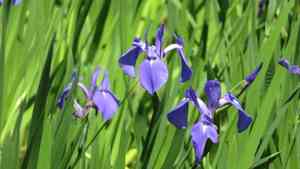 Rabbitear iris(Iris laevigata)