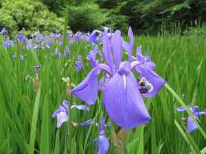 Rabbitear iris(Iris laevigata)