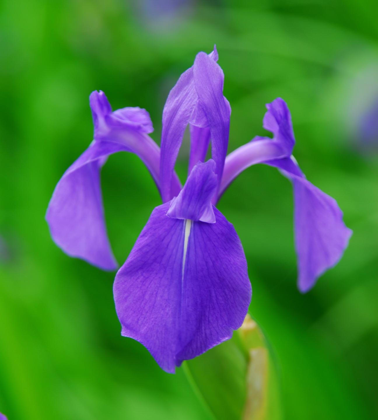 Red Rabbit Iris Rabbitear iris (Iris laevigata) Care Guide: Pests, Diseases, Watering ...