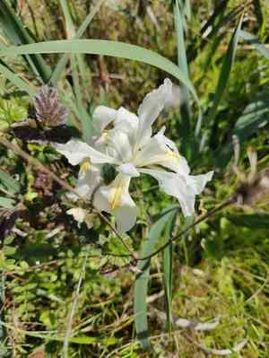 Central coast iris(Iris longipetala)
