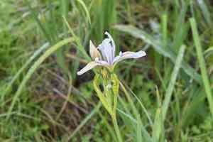 Central coast iris(Iris longipetala)