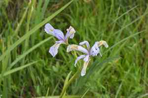 Central coast iris(Iris longipetala)