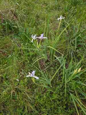 Central coast iris(Iris longipetala)