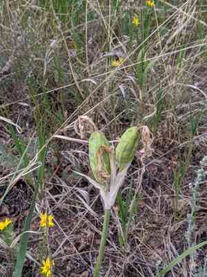 Rocky mountain iris(Iris missouriensis)