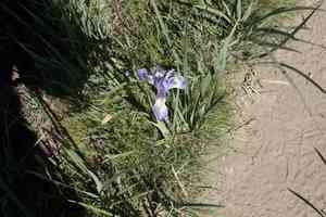 Rocky mountain iris(Iris missouriensis)