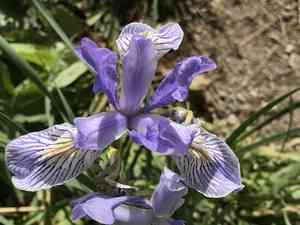 Rocky mountain iris(Iris missouriensis)