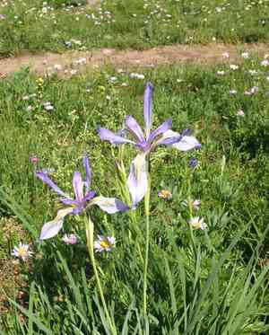 Rocky mountain iris(Iris missouriensis)