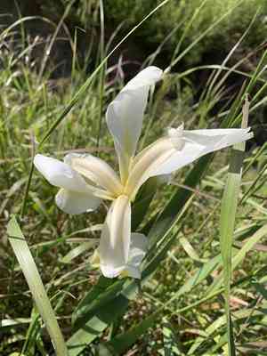 Spuria beardless iris(Iris orientalis)
