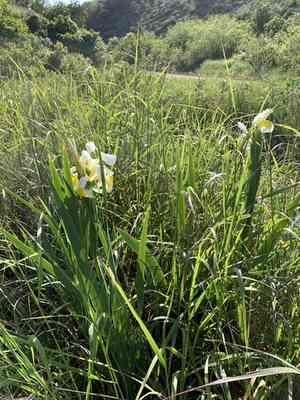 Spuria beardless iris(Iris orientalis)
