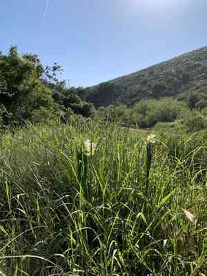 Spuria beardless iris(Iris orientalis)