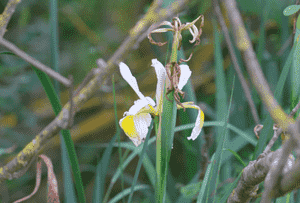 Spuria beardless iris(Iris orientalis)