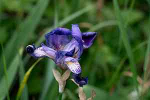 Sweet iris(Iris pallida)