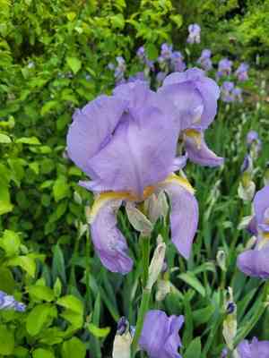 Sweet iris(Iris pallida)