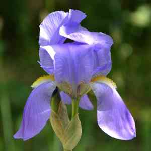 Sweet iris(Iris pallida)