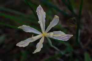 Purdy's iris(Iris purdyi)