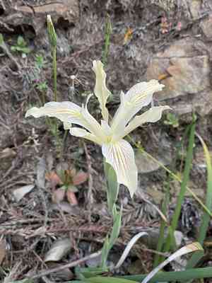 Purdy's iris(Iris purdyi)