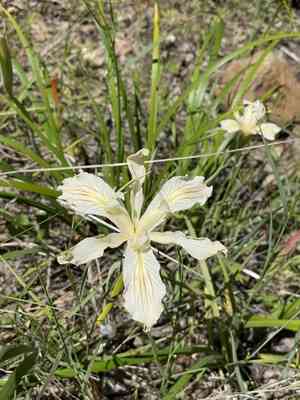 Purdy's iris(Iris purdyi)