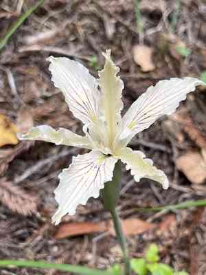Purdy's iris(Iris purdyi)
