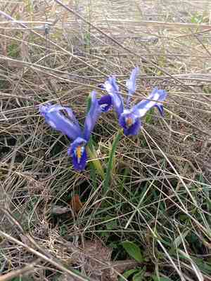 Netted iris(Iris reticulata)