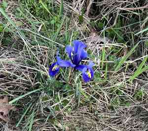Netted iris(Iris reticulata)
