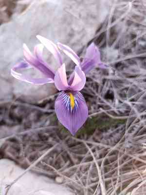 Netted iris(Iris reticulata)