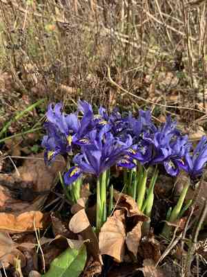 Netted iris(Iris reticulata)