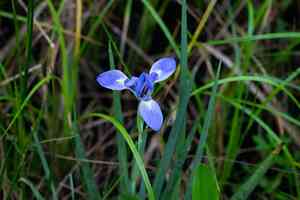 Iris savannarum(Iris savannarum)