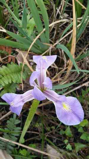 Iris savannarum(Iris savannarum)