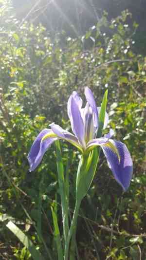 Iris savannarum(Iris savannarum)