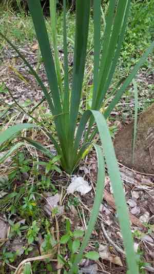 Iris savannarum(Iris savannarum)