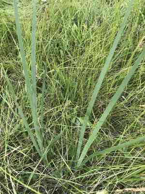 Blue iris(Iris spuria)